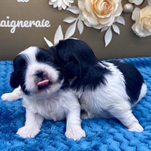 Shih tzu femelle #4