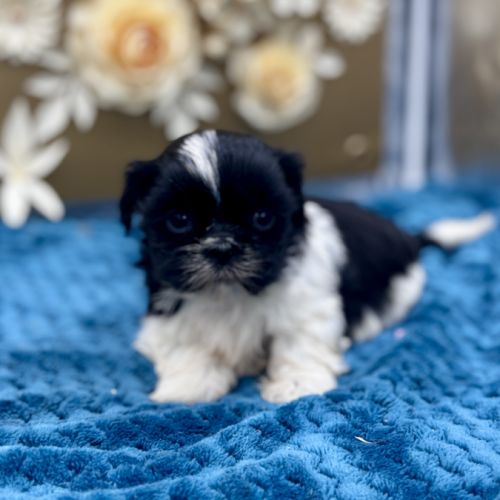 Shih tzu femelle