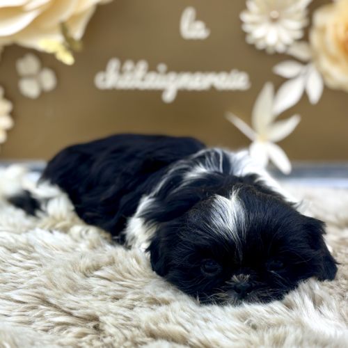 Shih tzu femelle #1