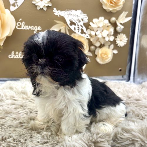 Shih tzu femelle #4