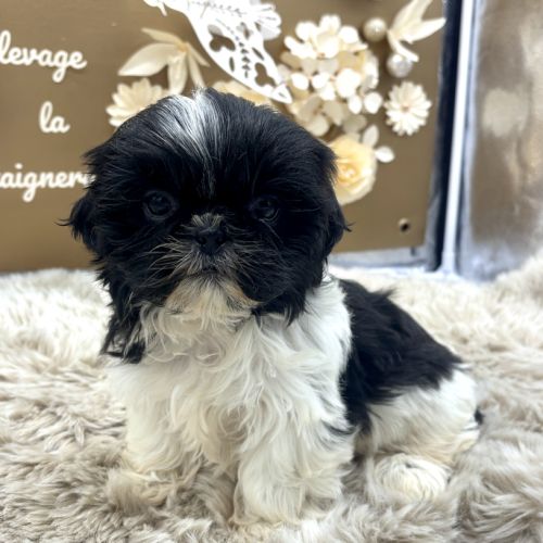 Shih tzu femelle #0
