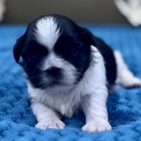 Shih tzu femelle