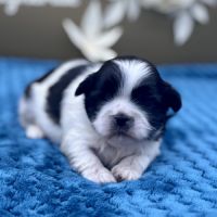 Shih tzu femelle #2