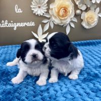 Shih tzu femelle #3