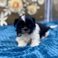 Shih tzu femelle