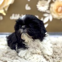 Shih tzu femelle #2
