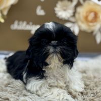 Shih tzu femelle #3