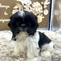 Shih tzu femelle