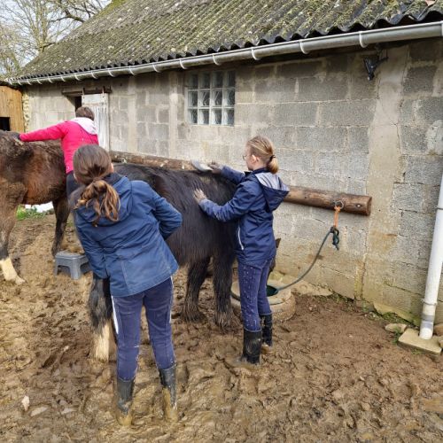 Entier 2 ans irich cob #1