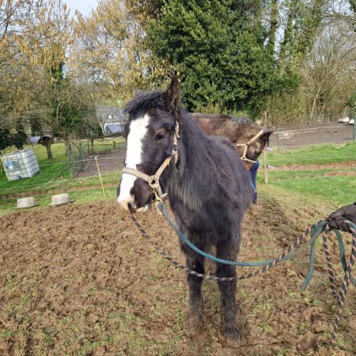 Entier 2 ans irich cob #5