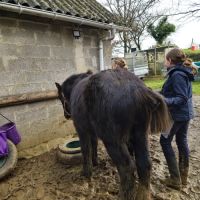 Entier 2 ans irich cob #0