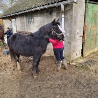 Entier 2 ans irich cob #3