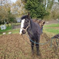 Entier 2 ans irich cob #5