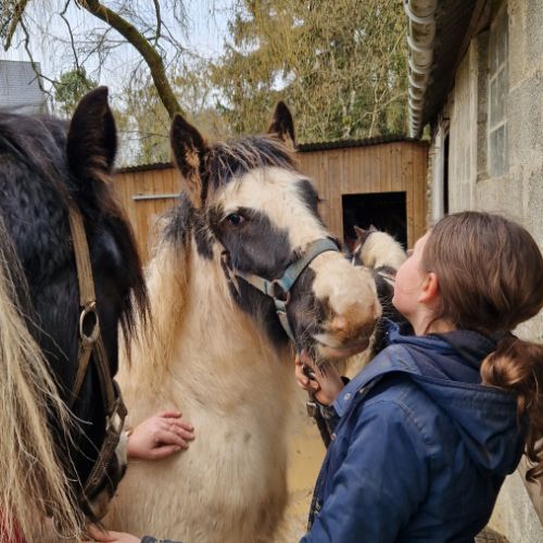 Poulain irish cob de l'année