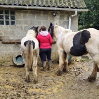 Poulain irish cob de l'année #1