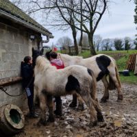 Poulain irish cob de l'année #2