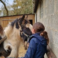 Poulain irish cob de l'année #3