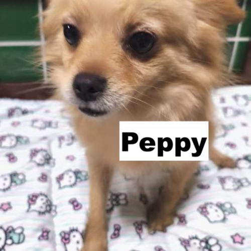 Peppy se trouve dans un refuge en chine #2