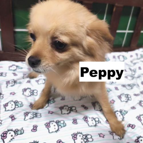 Peppy se trouve dans un refuge en chine #3