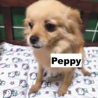 Peppy se trouve dans un refuge en chine #0
