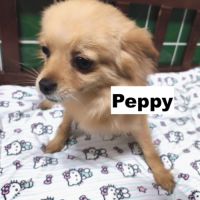 Peppy se trouve dans un refuge en chine #3