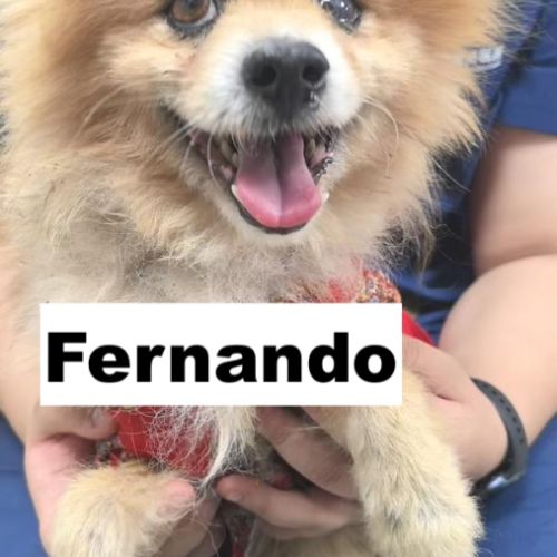 Fernando se trouve dans un refuge en chine