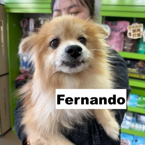 Fernando se trouve dans un refuge en chine #4