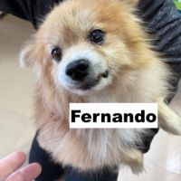 Fernando se trouve dans un refuge en chine #1