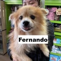 Fernando se trouve dans un refuge en chine #5