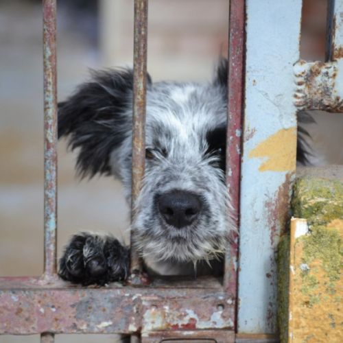 Errol chiot border collie mâle, tricolore #4