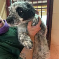 Errol chiot border collie mâle, tricolore #1