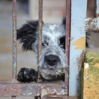 Errol chiot border collie mâle, tricolore #4