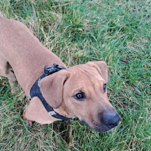 Goliath le magnifique