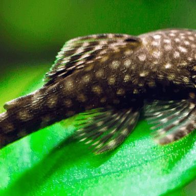 Poisson ancistrus #2