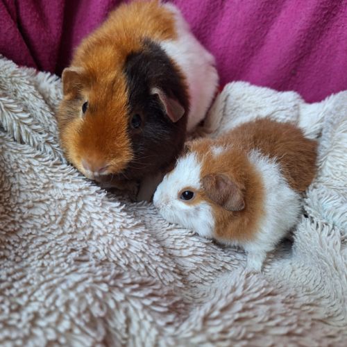 Cochons d'inde us teddy pure race #2