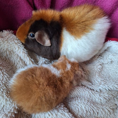 Cochons d'inde us teddy pure race #3