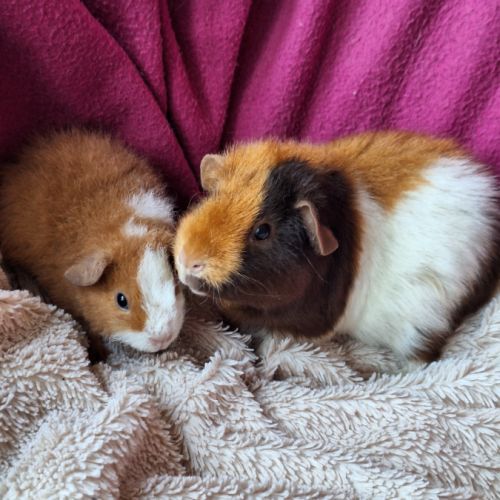 Cochons d'inde us teddy pure race #4