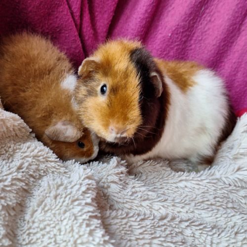 Cochons d'inde us teddy pure race #5