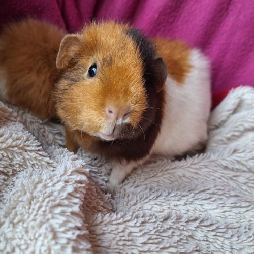 Cochons d'inde us teddy pure race #6