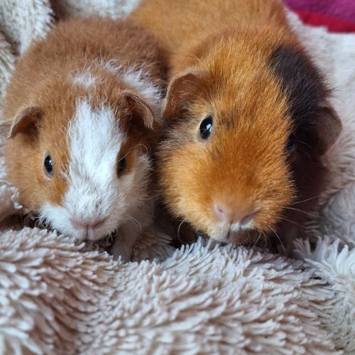 Cochons d'inde us teddy pure race #7