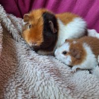 Cochons d'inde us teddy pure race #0