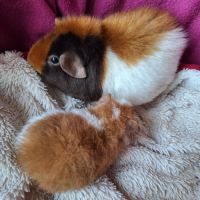 Cochons d'inde us teddy pure race #3