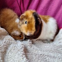 Cochons d'inde us teddy pure race #5