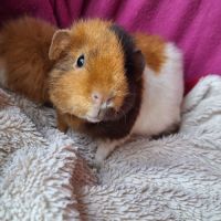 Cochons d'inde us teddy pure race #6