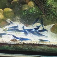 Néocaridina davidi blue velvet