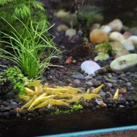 Crevettes néocaridina davidi yellow