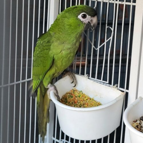 Ara noble (diopsittaca nobilis) b25 pe epp 2-1 #0