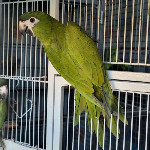 Ara noble (diopsittaca nobilis) b25 pe epp 2-1 #2