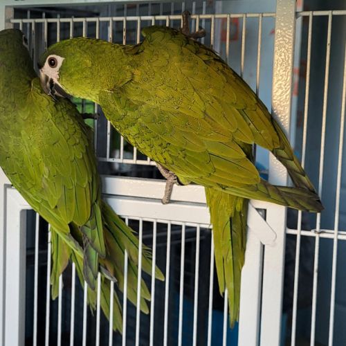 Ara noble (diopsittaca nobilis) b25 pe epp 2-1 #3