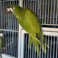 Ara noble (diopsittaca nobilis) b25 pe epp 2-1 #2